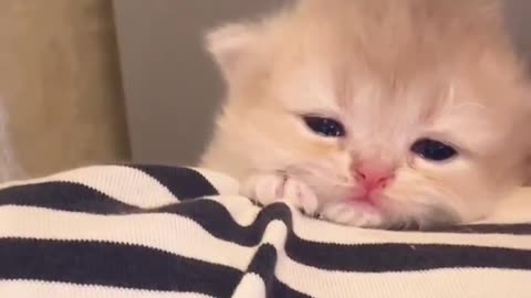 Kitten is so upset