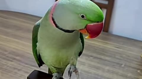 Parrot speaking hello