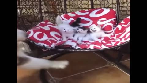 3 Most Cute Little Kitten Protect Themselves From Dog