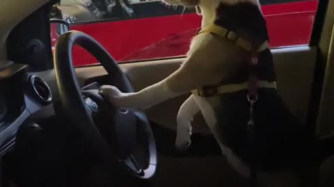 A dog Driving a car