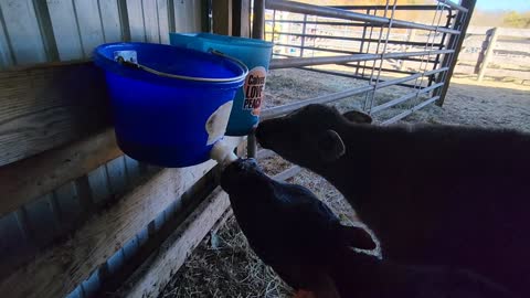 2 Calves 2 Buckets
