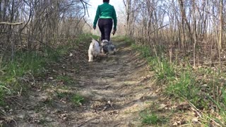 Adorable Dog Walker Elena Takes Care of Twins Dogs Today