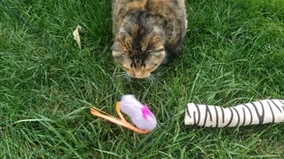 Outside Toy Fun with Cat