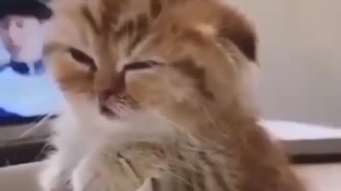 Adorable baby cat sleeping 🤩