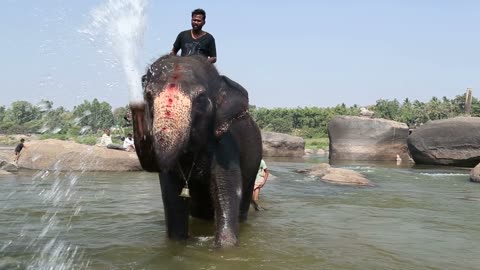 Man sitting on temple elephant Lakshmi while he sprays water