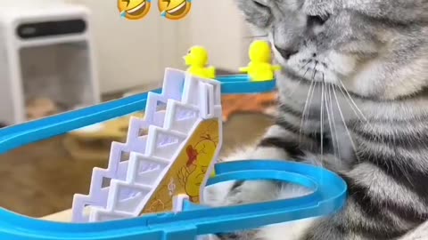 Confuse Cat Funny Video