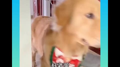 Super funny dog video