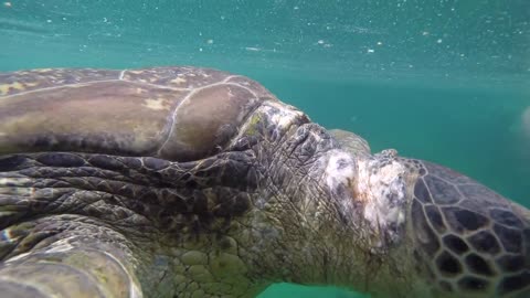 The sea turtles of Kélonia - Saint Leu (Réunion)
