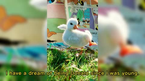 I have a dream of being Donald since I was young.