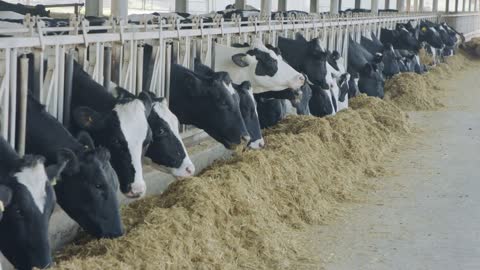 Cows eating Silage in a large dairy farm, milk production