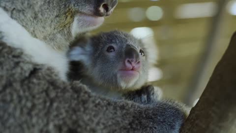 Most precious Koala Joey moments ever! -17