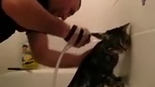 Obedient Cat Actually Enjoys Taking A Bath