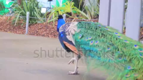 peacock walking in wind