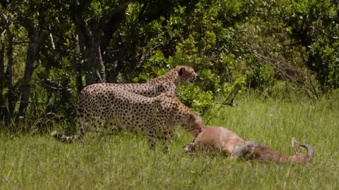 animal video Cheetah#khan#2124