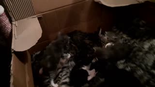 Nugget our 3 legged cat and her 7 kittens at 3 weeks old