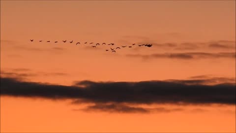Canadian Geese in a Colorful Sky.