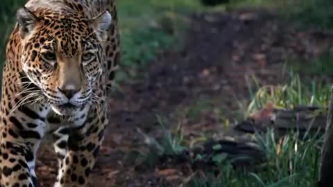 Jaguar- The True King of the Jungle_Cut.mp4
