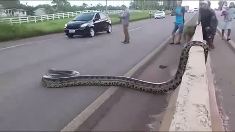 Traffic halts as Giant Anaconda Crosses Road in Brazil