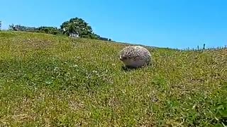 hedgehog with smell ability to detect warms