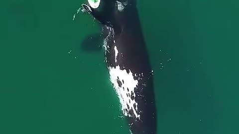 a very nice big whale gently pushes the boarder