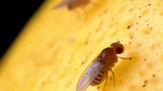 What Really Happens When A Fly Lands On Your Food?