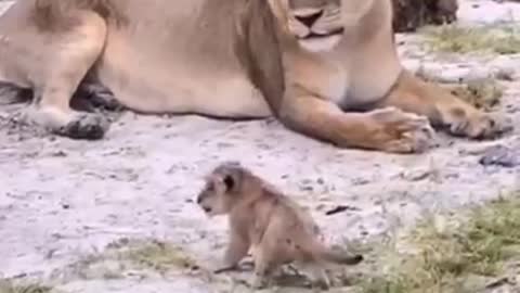 Baby Lion Roars | Lion Cub Roaring