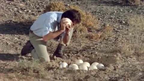 How to get an egg from ostrich funny ( 304 X 576 )