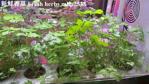 新鮮香草 Fresh herbs, mhp2538 #新鮮香草 #freshherbs #yata