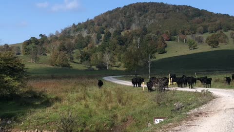 Blackwater Cows