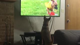 Brown dog standing up on tv stand watching dog competition on tv