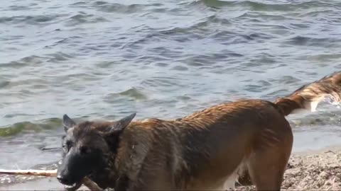 |dogs swimming video| |Dog video | Cute Animals Videos| cutest moment of the animals|