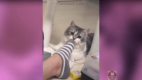 When a cat smells your socks😂