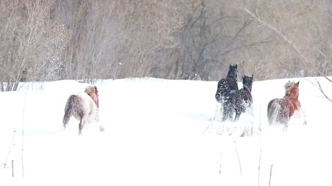 Four young horses running on a snowy ground