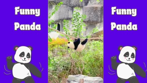 Panda Playtime: Cuddly Bears Goofing Around