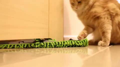 Funny siberian cat is try to help cleaning .