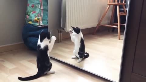 Funny cat and mirror vido