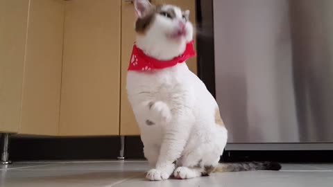 Video of Funny Cats for 2021