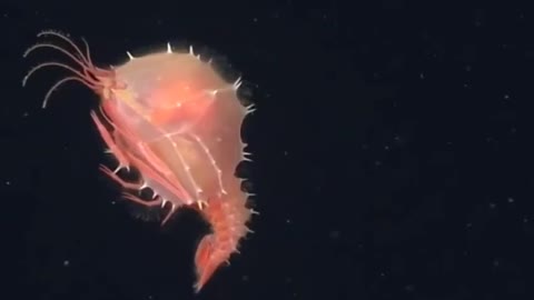 The larva of Eryonecus, a deep-sea lobster.