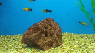 Relaxing Aquarium with Music for Sleep Stress Relief Comforting Fish Swimming Marine Life Fish Tank