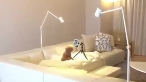 Walked in on my dog making dance videos 🤣 funny dog🐶 Dogs and - Awesome Funny Pet Animals