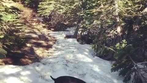 Black dog sees snow for first time