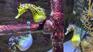 Bedtime stories for Children, Ocean creature seahorse "The World of Seahorses" (story 23)