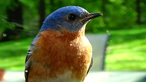 Cowbird and Bluebird