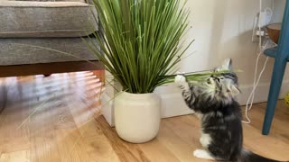 Kitten playing with fake plant