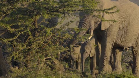 Herd of Elephants in Kenyan