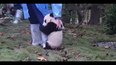 giant panda