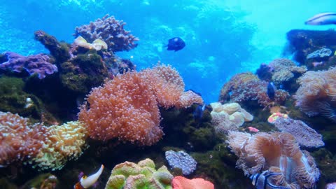 marine life of fishes and coral underwater