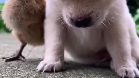 Funny clip of a puppy sleeping on the roaster body