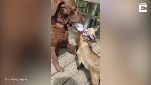 Dog Help To Feeds Baby Goats Some Milk.