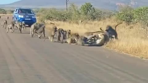 Baboons Vs Cheetah
